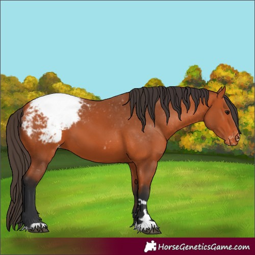 Horse Color:Bay Appaloosa 