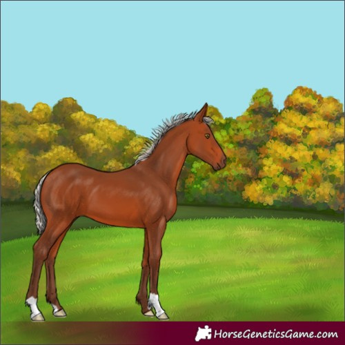Horse Color:Silver Bay 