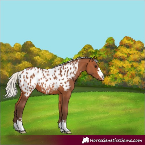 Horse Color:Silver Bay Appaloosa 