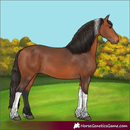 Horse Color:Bay Tobiano Rabicano 