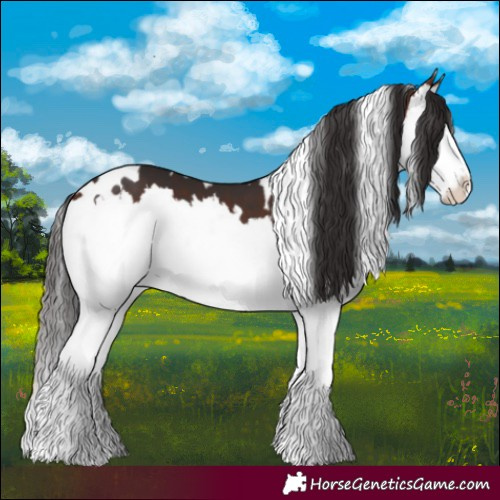 Horse Color:White Spotted Bay Splash 