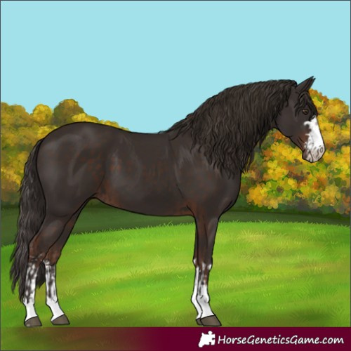 Horse Color:Liver Chestnut  and Liver Chestnut 