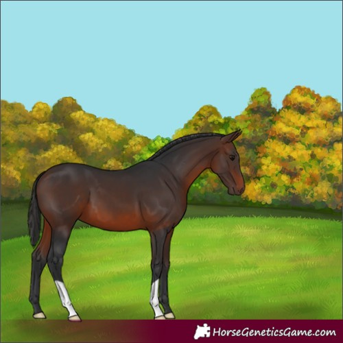 Horse Color:Brown 