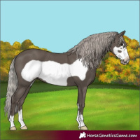 Horse Color:Silver Black Frame 