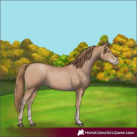 Horse Color:Black Pearl Sabino