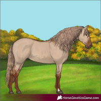 Horse Color:Red Dun 
