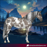 Horse Color:White Spotted Grullo 