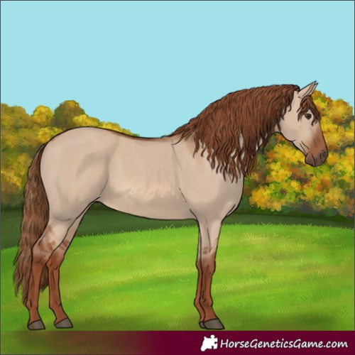 Horse Color:Red Dun 