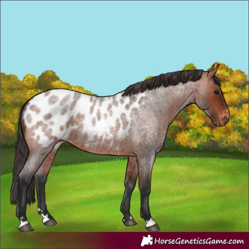 Horse Color:Bay Roan Blanket