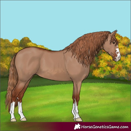 Horse Color:Red Dun 