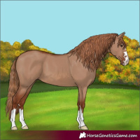 Horse Color:Red Dun 