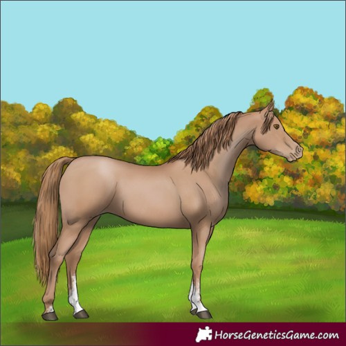 Horse Color:Black Pearl Sabino 