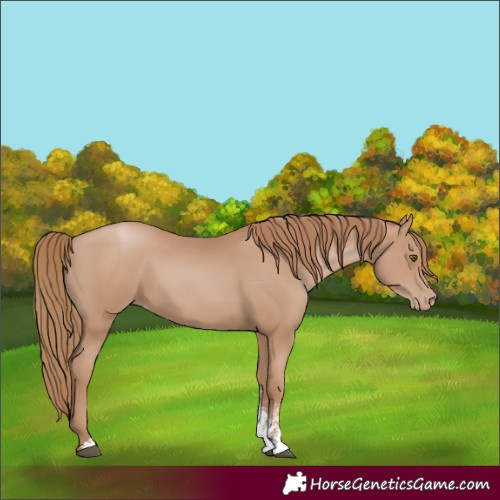 Horse Color:Black Pearl Sabino 