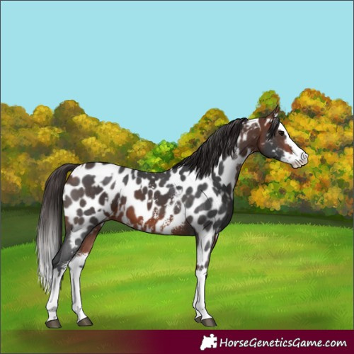Horse Color:Bay Sabino Splash Near Leopard and Bay Sabino Splash Near Leopard