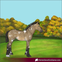 Horse Color:White Spotted Buckskin Dun 