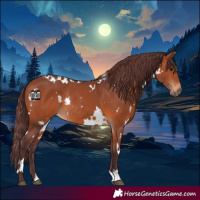 Horse Color:White Spotted Chocolate Bay Rabicano 