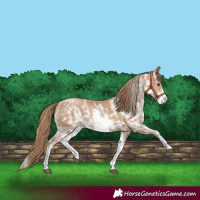 Horse Color:Black Pearl Sabino