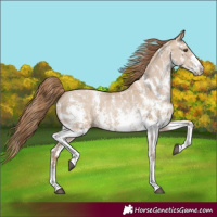 Horse Color:Grullo Pearl Sabino
