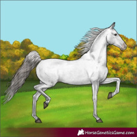 Horse Color:Black Varnish 