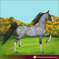 Horse Color:Blue Roan Splash 