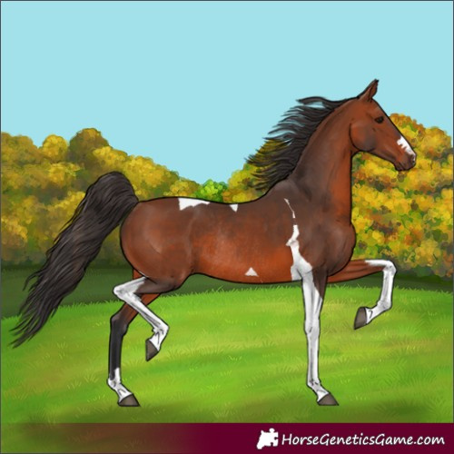 Horse Color:Bay Tobiano Rabicano