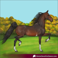 Horse Color:Brown Tobiano Rabicano 