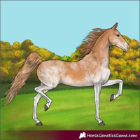 Horse Color:White Spotted Chestnut 