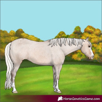 Horse Color:Silver Brown Dun Appaloosa 