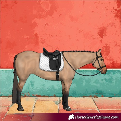 Horse Color:Bay Dun 