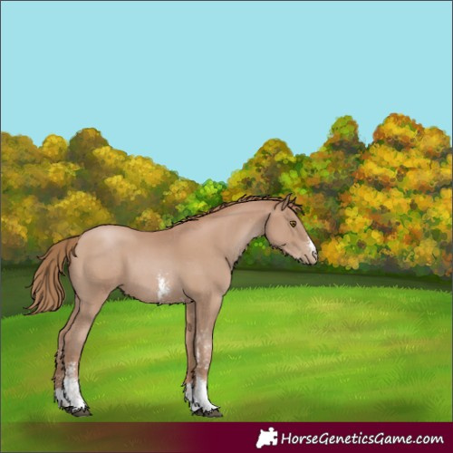 Horse Color:Black Pearl Sabino