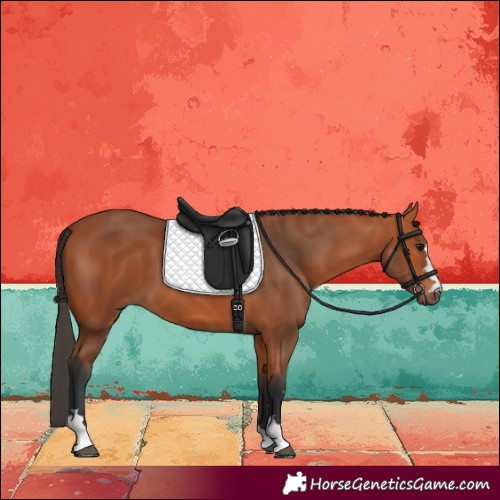 Horse Color:Bay 