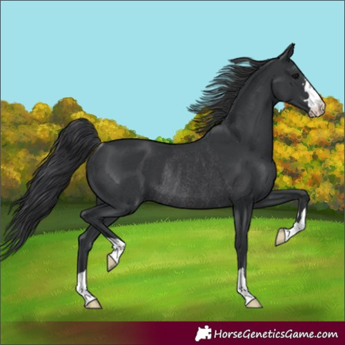 Horse Color:Black Rabicano 