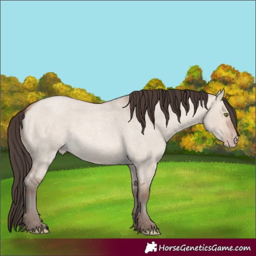 Horse Color:Sable Champagne Roan Dun 