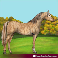 Horse Color:Gray Red Dun and Gray Palomino Dun