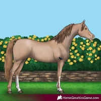 Horse Color:Black Pearl Sabino