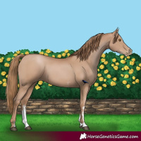 Horse Color:Black Pearl Sabino