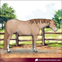 Horse Color:Black Pearl Sabino Rabicano 