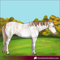 Horse Color:Grullo Pearl Sabino 