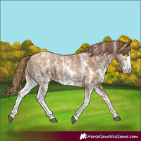 Horse Color:Black Pearl Sabino