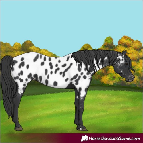 Horse Color:Black Appaloosa