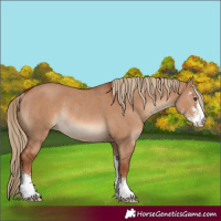 Horse Color:Red Dun Sabino Rabicano 