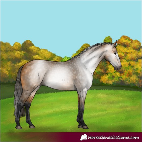 Horse Color:Gray Buckskin 