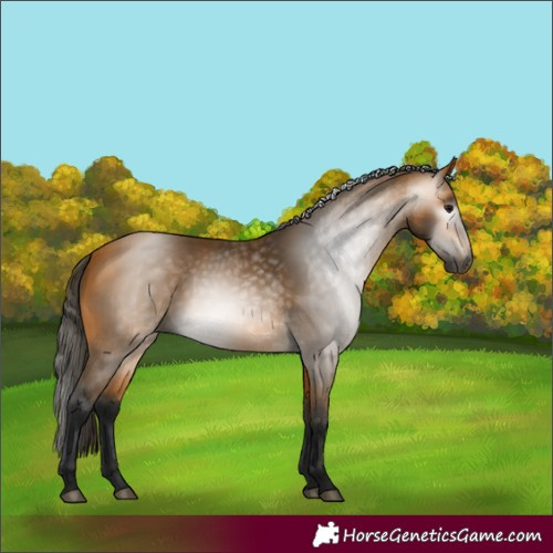 Horse Color:Gray Buckskin 
