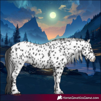 Horse Color:Black Appaloosa 