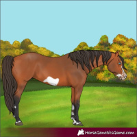 Horse Color:Bay Splash Frame