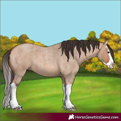 Horse Color:Bay Roan Dun Splash 