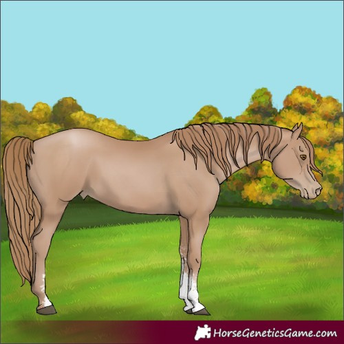 Horse Color:Unknown 