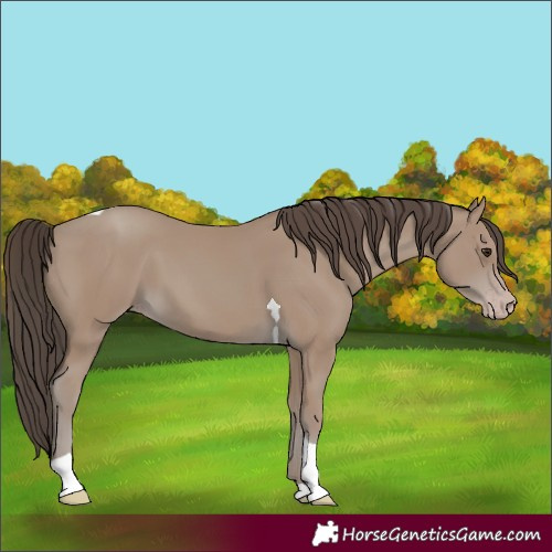 Horse Color:Unknown 
