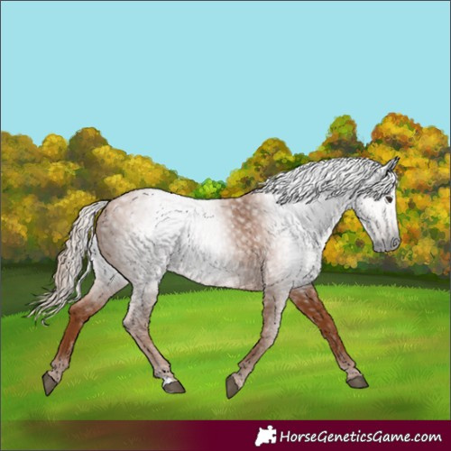 Horse Color:Gray Chestnut 