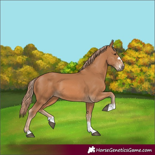 Horse Color:Chestnut 